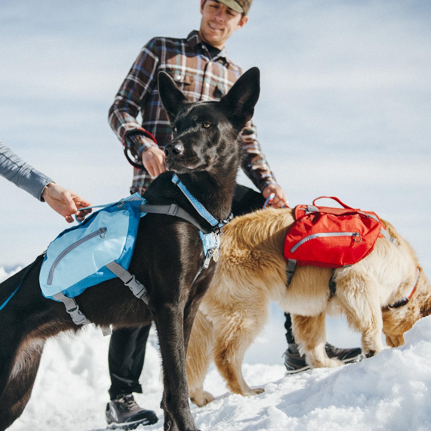 The Best Dog Breeds for Hiking Companions My Terrier Dog