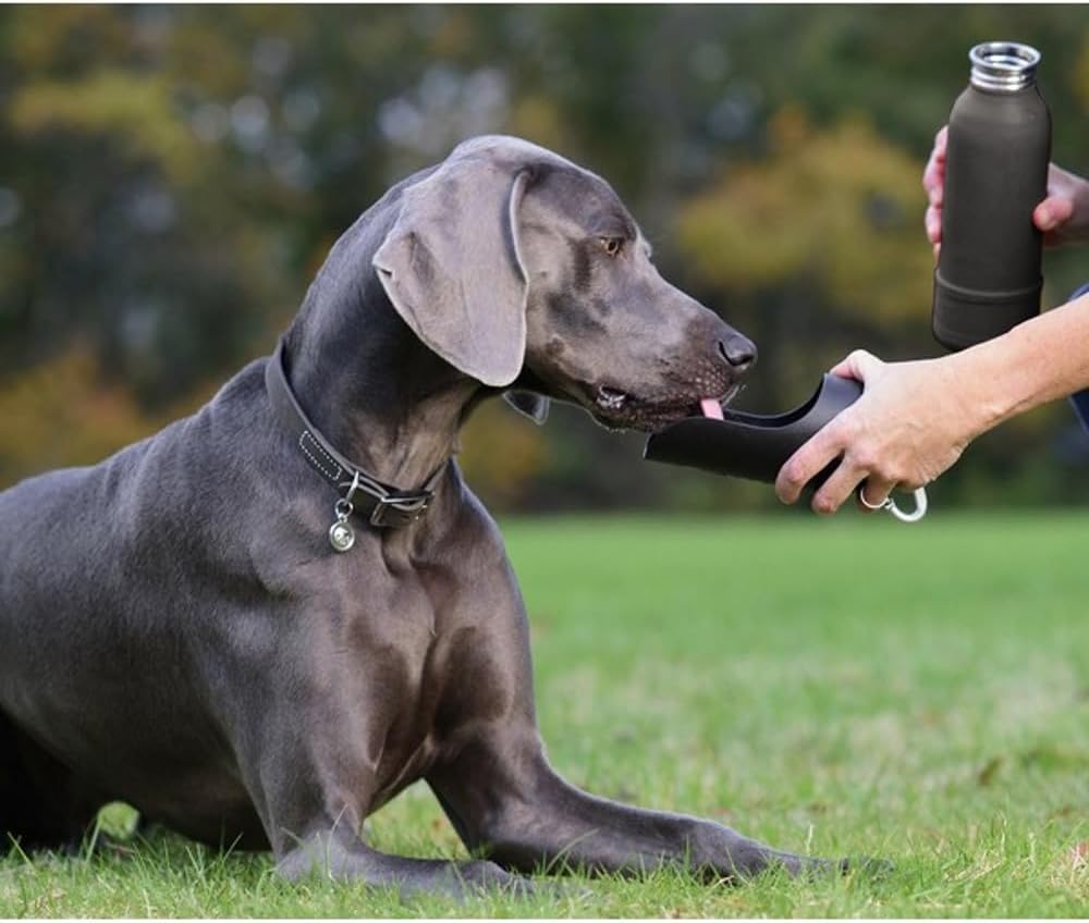 The Best Dog Breeds for Hiking Companions My Terrier Dog